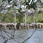 Maroochy River / Old Rail Bridge
