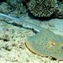 Great Barrier Reef