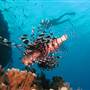 Great Barrier Reef