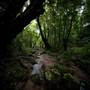 Mossman Gorge