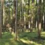 The Backlot, Bonogin - Overview