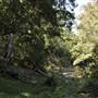 Venus Pools, Stream & Forest