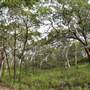 Mulgumpin (Moreton Island) Bush Track - Middle Road