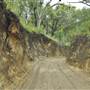 Mulgumpin (Moreton Island) Bush Track - Middle Road