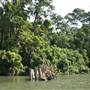 Mulgrave River (Cairns Region)