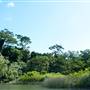 Mulgrave River (Cairns Region)