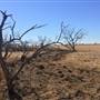 Dead Tree Patch