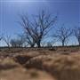 Dead Tree Patch
