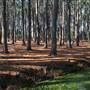 Pine Forest, Riverside Skate Park & Open Sports Fields - Pizzey Park