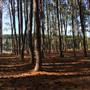 Pine Forest, Riverside Skate Park & Open Sports Fields - Pizzey Park