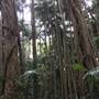 Palm Tree Grove