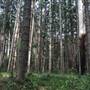 Bonogin Backlot & Pine Forest