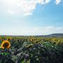Sunflower Fields