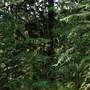 Hillside Hoop Pine Forest