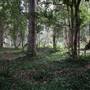 Hinterland Stream with Forest & Paddock