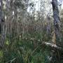 Gold Coast - Coombabah Paperbark Forest