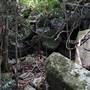 Jungle / Strangler Figs / Palm Grove / Rock Wall