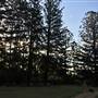 The Secret Forest - Oxley Creek Common