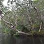 The Narrows (Noosa Everglades)