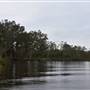 Fig Tree Point (Noosa Everglades)