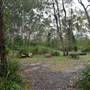 Fig Tree Point (Noosa Everglades)
