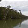 Johns Landing (Noosa Everglades)