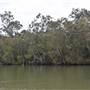 Johns Landing (Noosa Everglades)