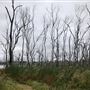 Wooroolin Wetlands
