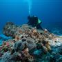 Great Barrier Reef - Lady Musgrave Island - Wallaginji