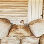 Sheep Farm & Dairy - Towri Sheep Cheeses