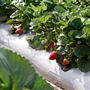 Shaylee Strawberry Farm
