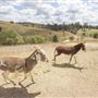 The Llama Farm