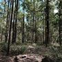Brushtail Trail - Karawatha Forest Park