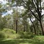 Mt Coot-tha Forest - Overview