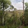 Mahogany Track - Mount Coot-tha Forest