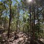 Mount Coot-tha Forest - Pinnacle Trail