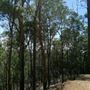 Mount Coot-tha Forest - Powerful Owl Trail