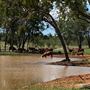 Dumbarton Cattle Station
