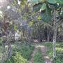 Rocky Point