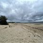 Cabbage Tree Point