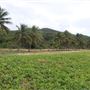 Wangetti Beach