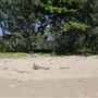 Yorkeys Knob Beach