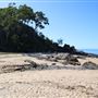 Palm Cove - Beach / Coastline