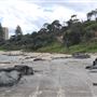 Point Cartwright Beach