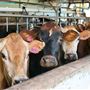Mungalli Creek Bio-Dynamic Dairy