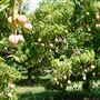 Tablelands Farming