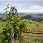 Lamins Hill Lookout