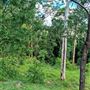 Hayes Property