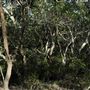 Epapah Creek - Karl's Pier track