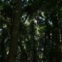 Mount Coot-tha Botanic Gardens - Australian Rainforest Track